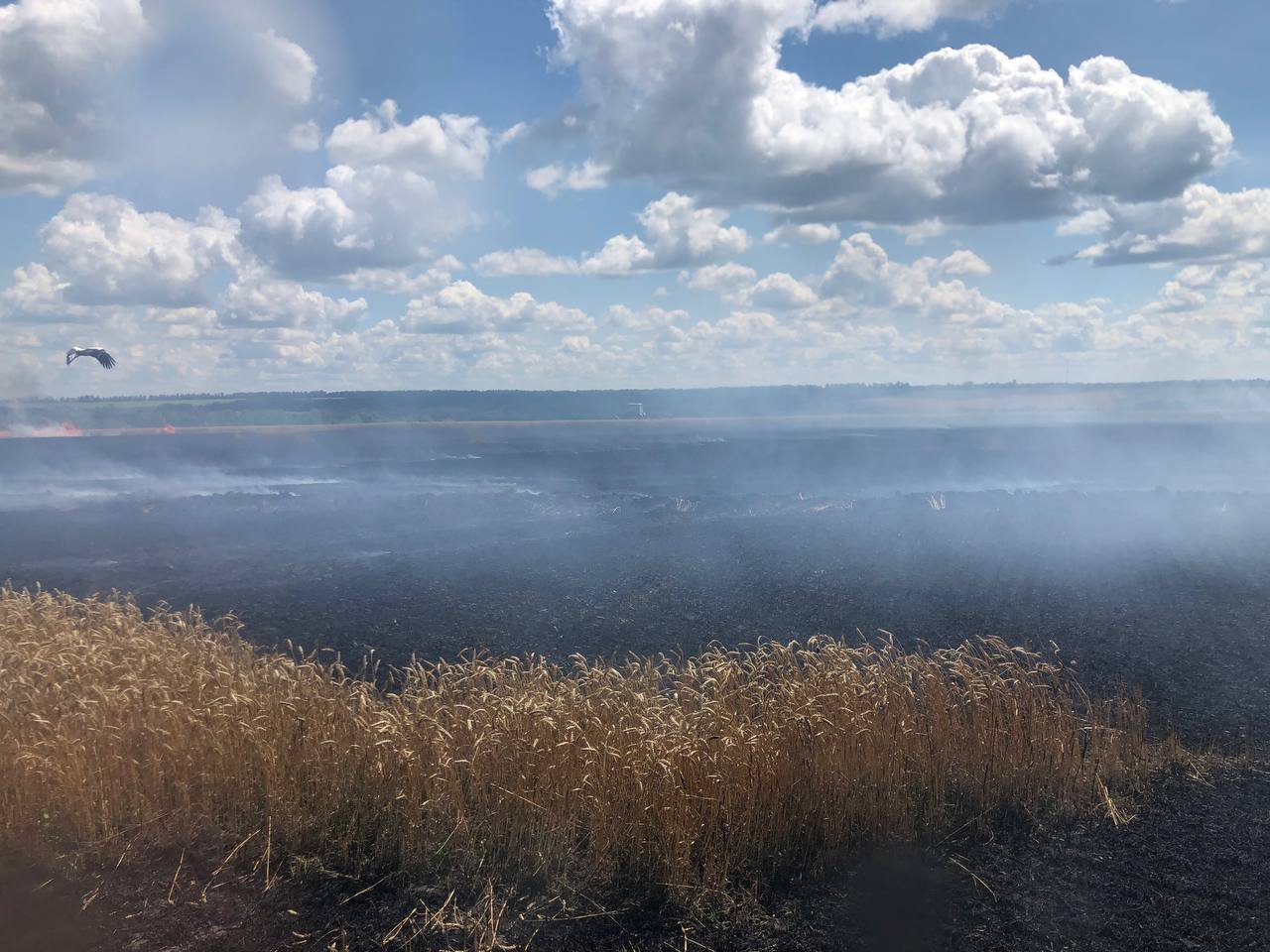 пожар в поле под Харьковом